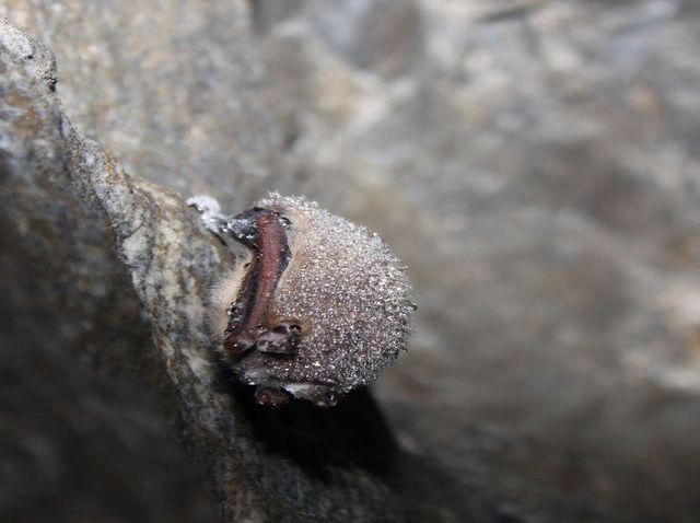 rsz_bat_fungus