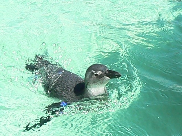 rsz_chicksswim2