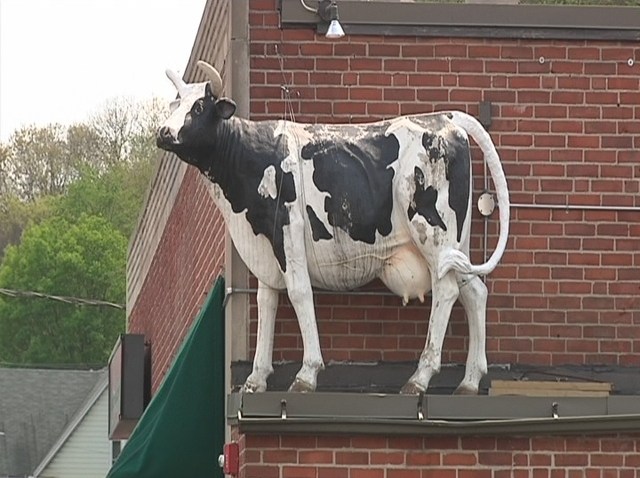 rsz_cow