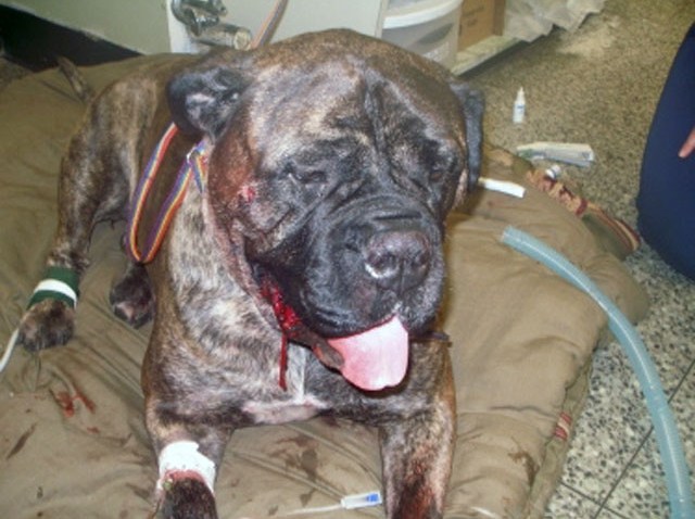 sasha2_Bull Mastiff