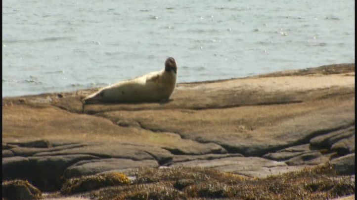seal_722x406