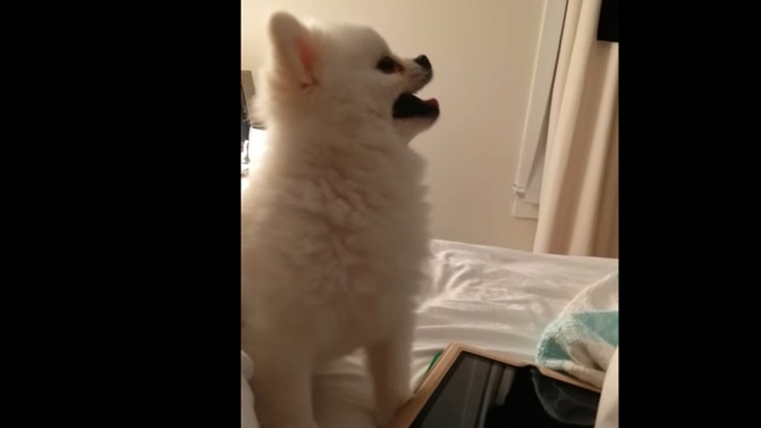 sneezingpomeranian