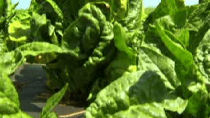 spinach-image