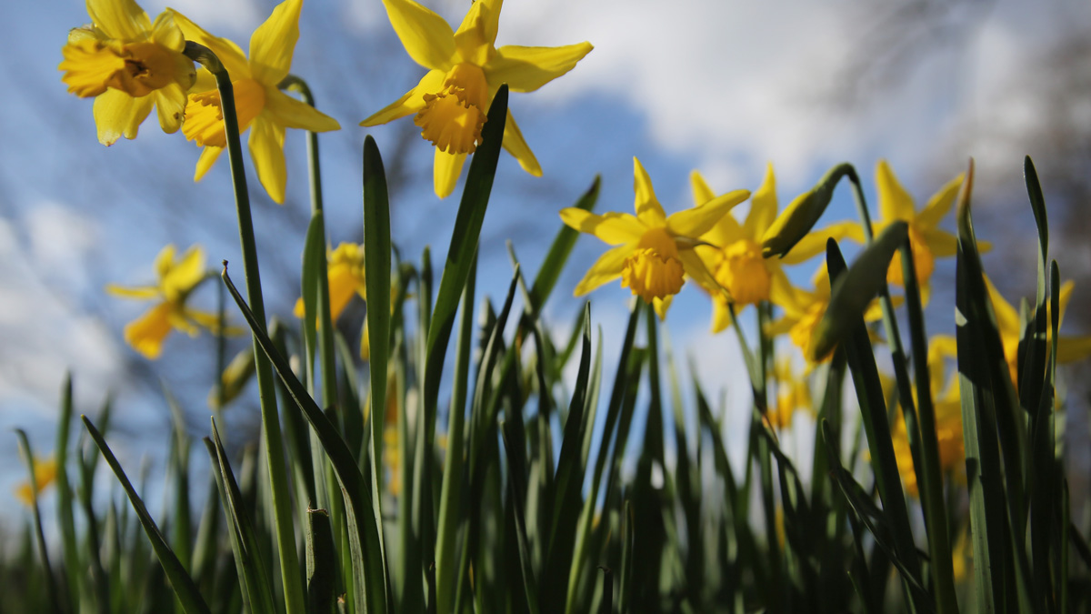 Spring Festivals in Connecticut – NBC Connecticut