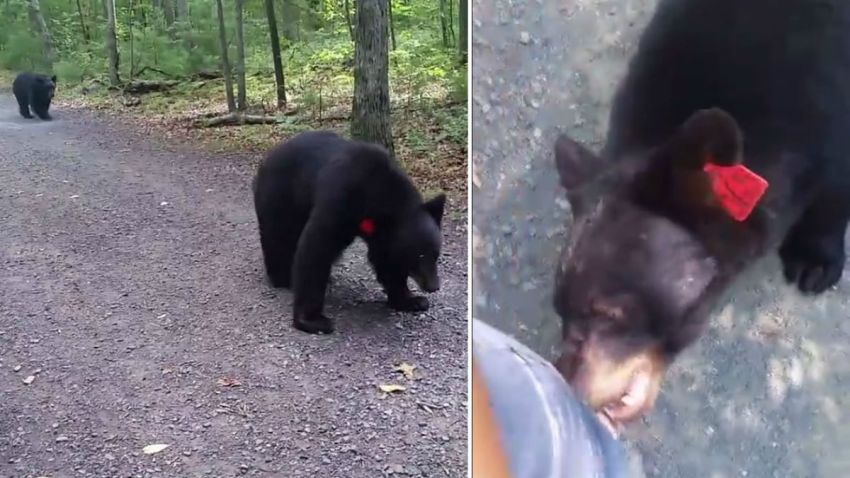 stephanie rivkin bear encounter crop