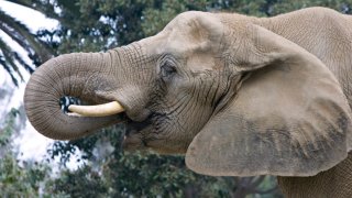 Tembo the Elephant at the San Diego Zoo