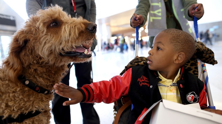 THERAPY DOGS