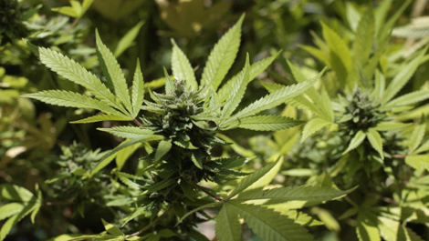tlmd_planta_marihuana