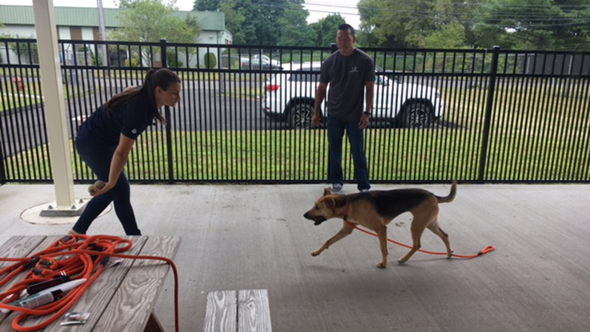 East Haven Animal Shelter Giving Dogs Special Training NBC Connecticut