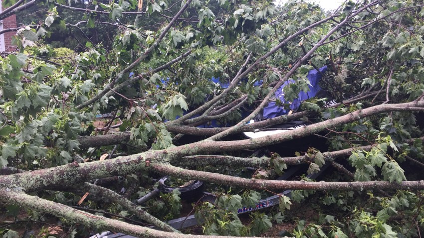 trees down plainville2