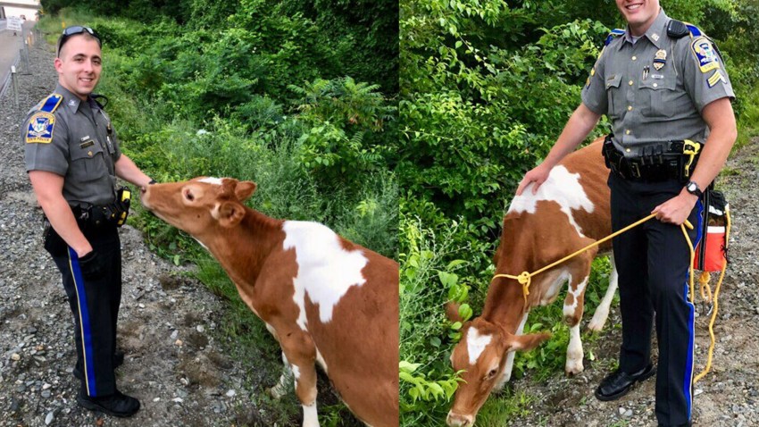 trooperswithcows_done