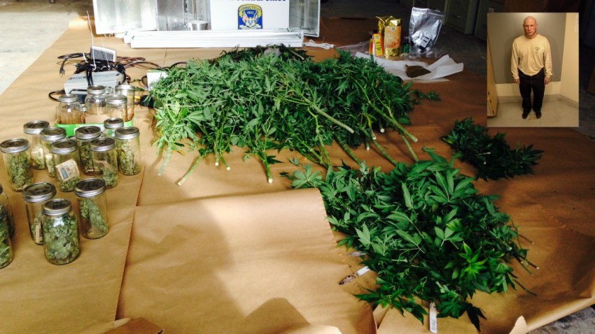 Man Arrested After Police Seize 66 Marijuana Plants Grown In His West 