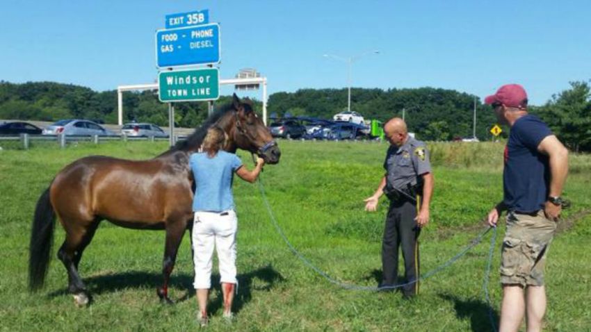 windsor horse on highway 1200