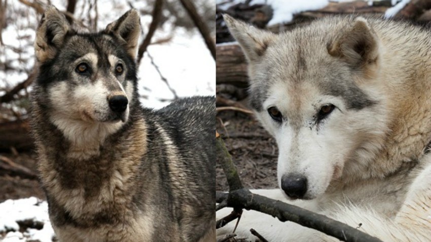 State Investigates Hybrid WolfDog Attacks in Southeastern