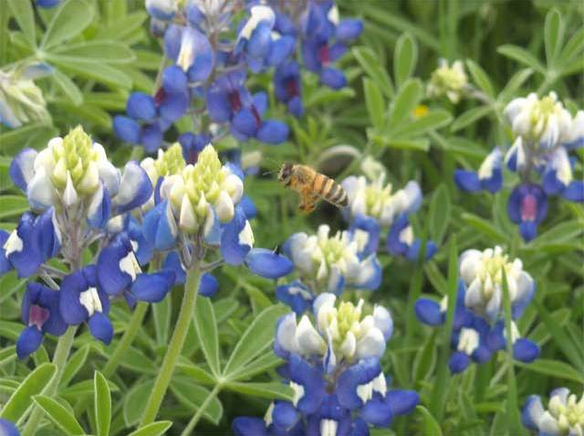 wyw-bb-and-bee