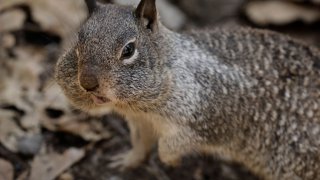 A file photo of a squirrel.