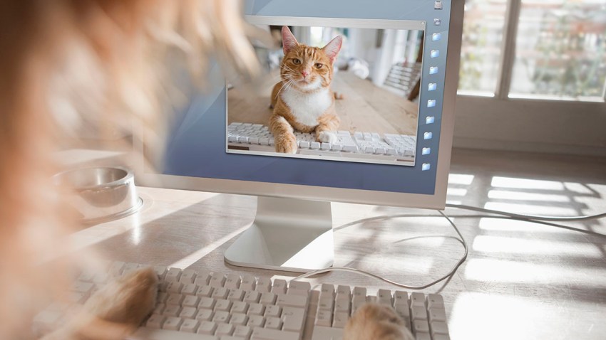 Cat and dog making an Internet video phone call