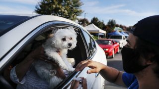 A veterinary technician prepares to vaccinate a dog named Cohiba at a drive-through pet vaccine clinic at Mission Viejo Animal Services Center amid the COVID-19 pandemic on June 23, 2020 in Mission Viejo, California.