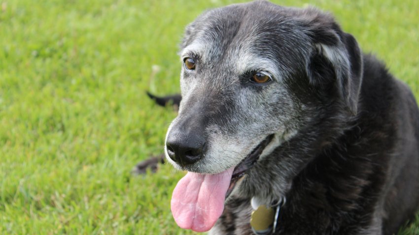 A senior dog having a great afternoon in the park.
