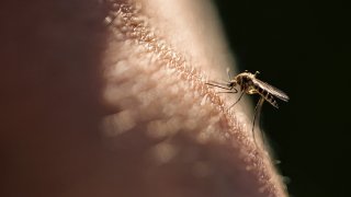Biting mosquito