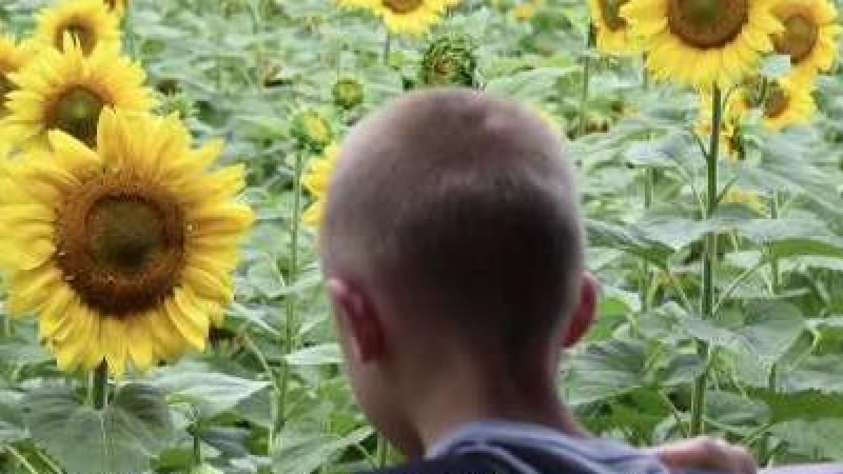 Sunflowers For Wishes NBC Connecticut