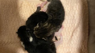 three abandoned kittens on a towel