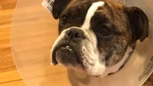 Dog following treatment at North Wilton Animal Hospital