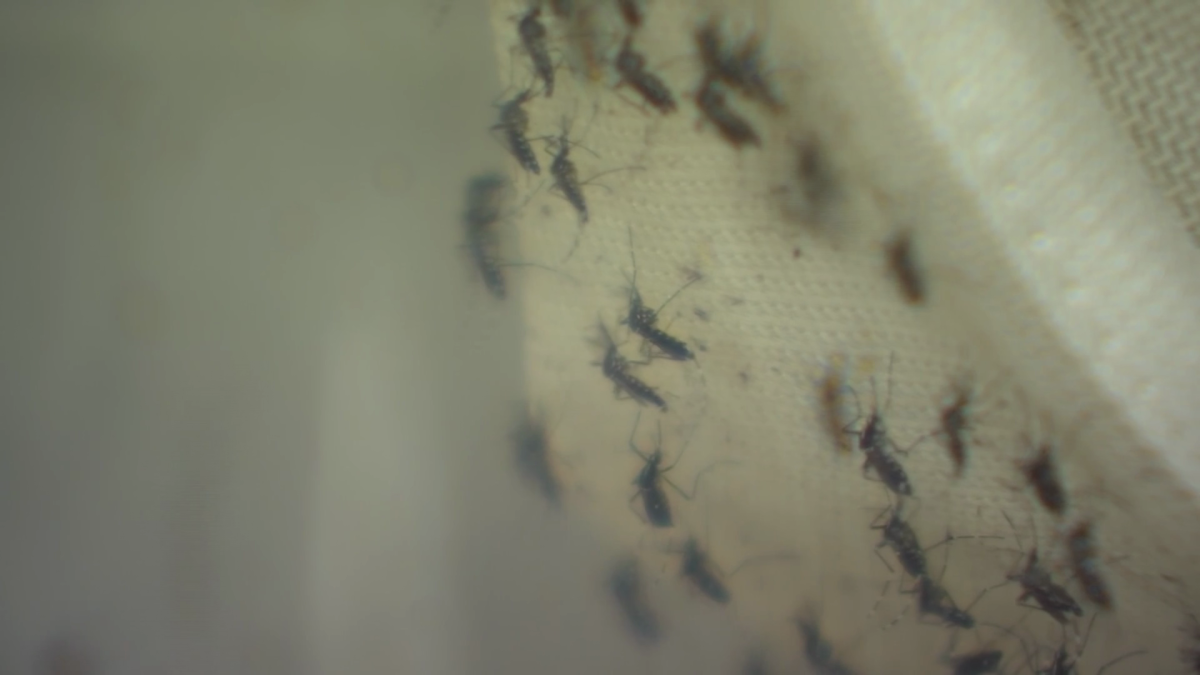 Les moustiques dans 6 villes du Connecticut sont testés positifs pour l’EEE – NBC Connecticut