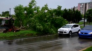 In this image made from video, a large tree toppled by tropical storm winds is seen in Alto Trujillo, Puerto Rico, Thursday, July 30, 2020.