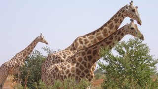 A picture taken on August 14, 2010 in Koure, next to Niamey shows Giraffes walking in the bush