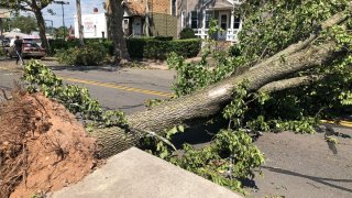 a large tree down across a road in New Haven