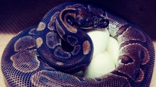 This photo provided by the Saint Louis Zoo shows,a 62-year-old ball python curled up around her egg