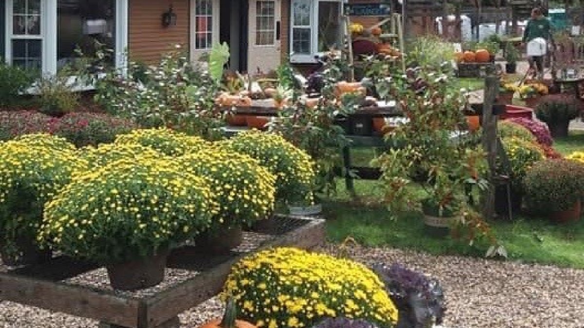 Transitioning Your Garden From Summer to Fall – NBC Connecticut
