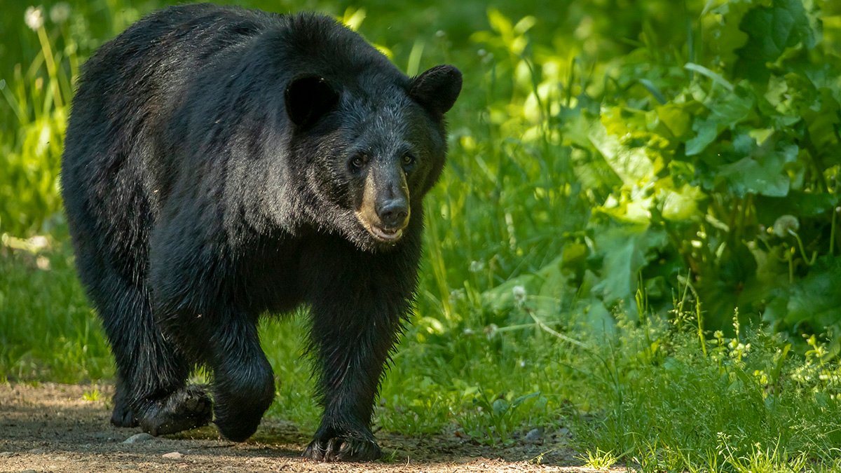 Police Warn of Bears in Manchester Neighborhood - Vimarsana News