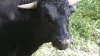 Buddy the beloved Beefalo has been ‘adopted'