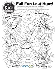 Kids Connection: Fun with Science – Why Do Leaves Change Colors? – NBC  Connecticut