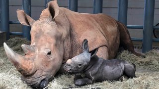 In this image provided by Walt Disney World, white rhinoceros Kendi, left, rests alongside her new baby, a male rhino born Oct. 25, 2020, at Disney's Animal Kingdom at Walt Disney World Resort in Lake Buena Vista, Fla.