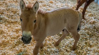 A cloned foal named Kurt