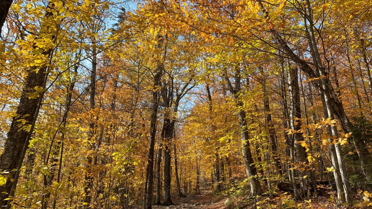 New Initiative Promotes Fall Tourism in Connecticut - Vimarsana News