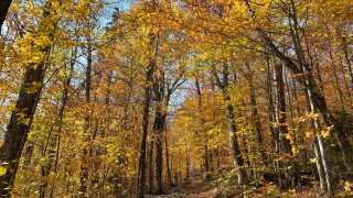 Fall Foliage