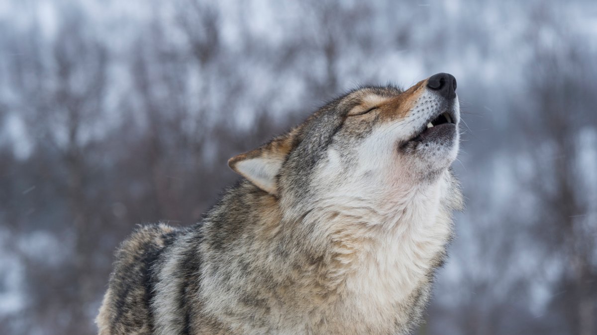 Protections for Gray Wolves Restored Across Much of US - Vimarsana News