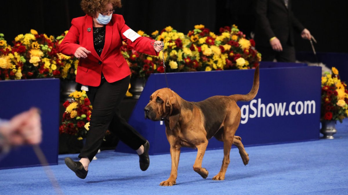 How to watch the 2023 'National Dog Show' – NBC Connecticut - Vimarsana News