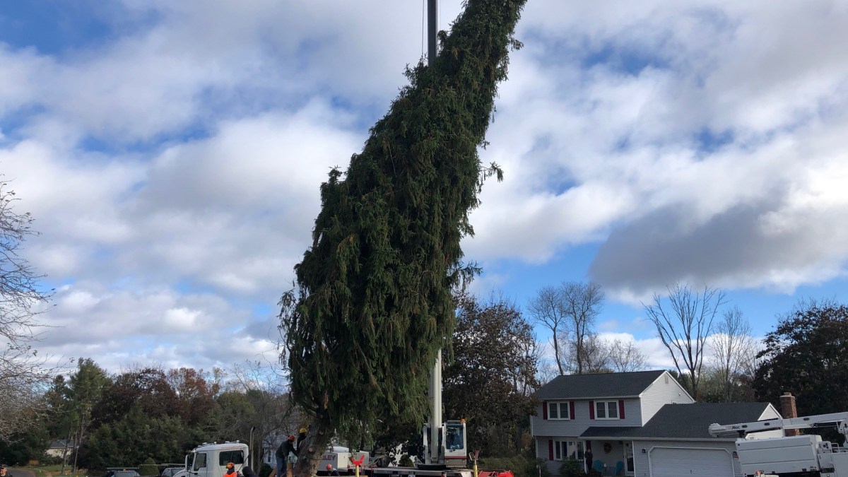 Cheshire Tree Cut Down for New Haven Tree Lighting NBC Connecticut