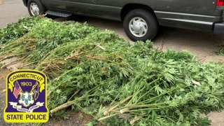 police display pot plants seized in eastern Connecticut