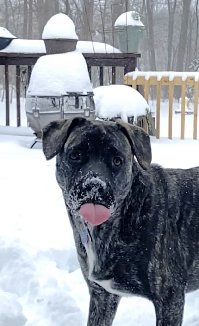 10 Monate alter Welpe schmeckt seinen ersten Schnee!