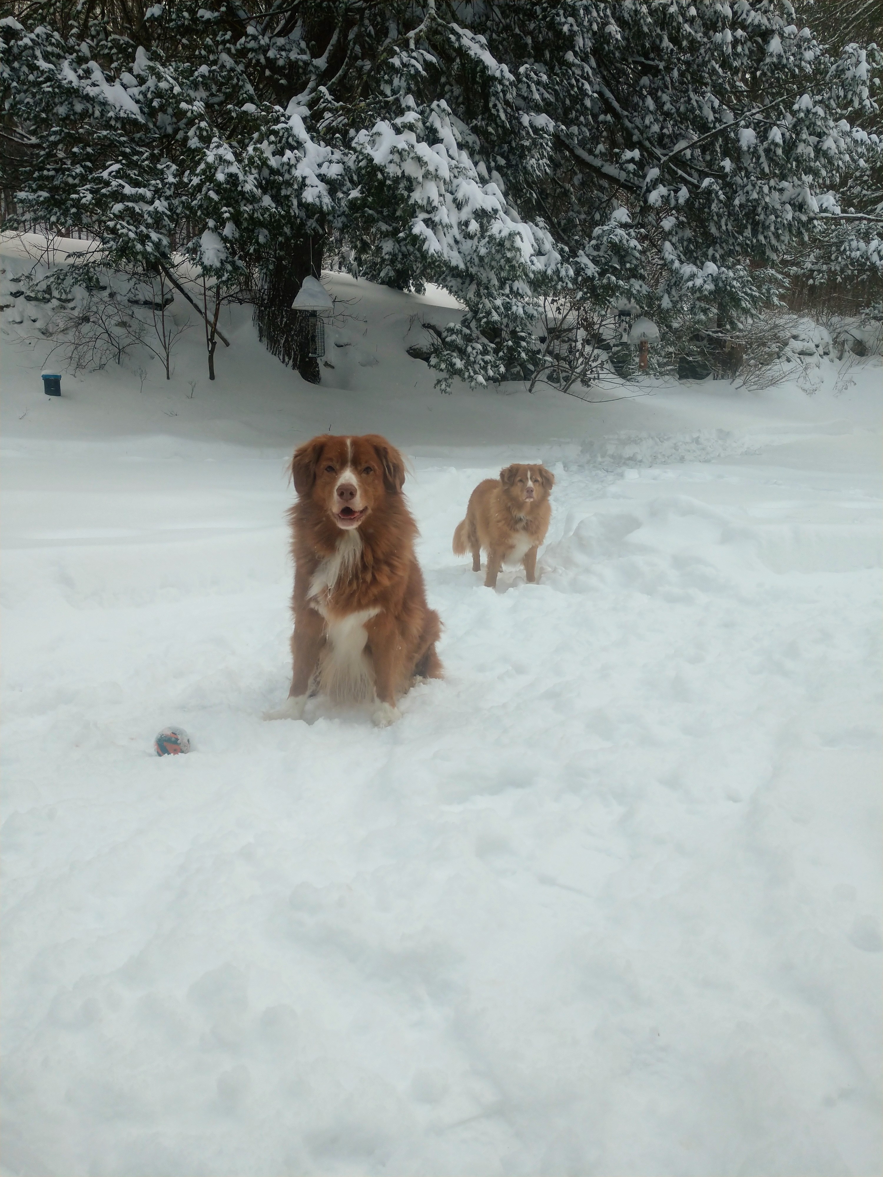 Chase 13 jaar oud en Bell 12 jaar oud vinden dat spelen in de sneeuw nog steeds geweldig