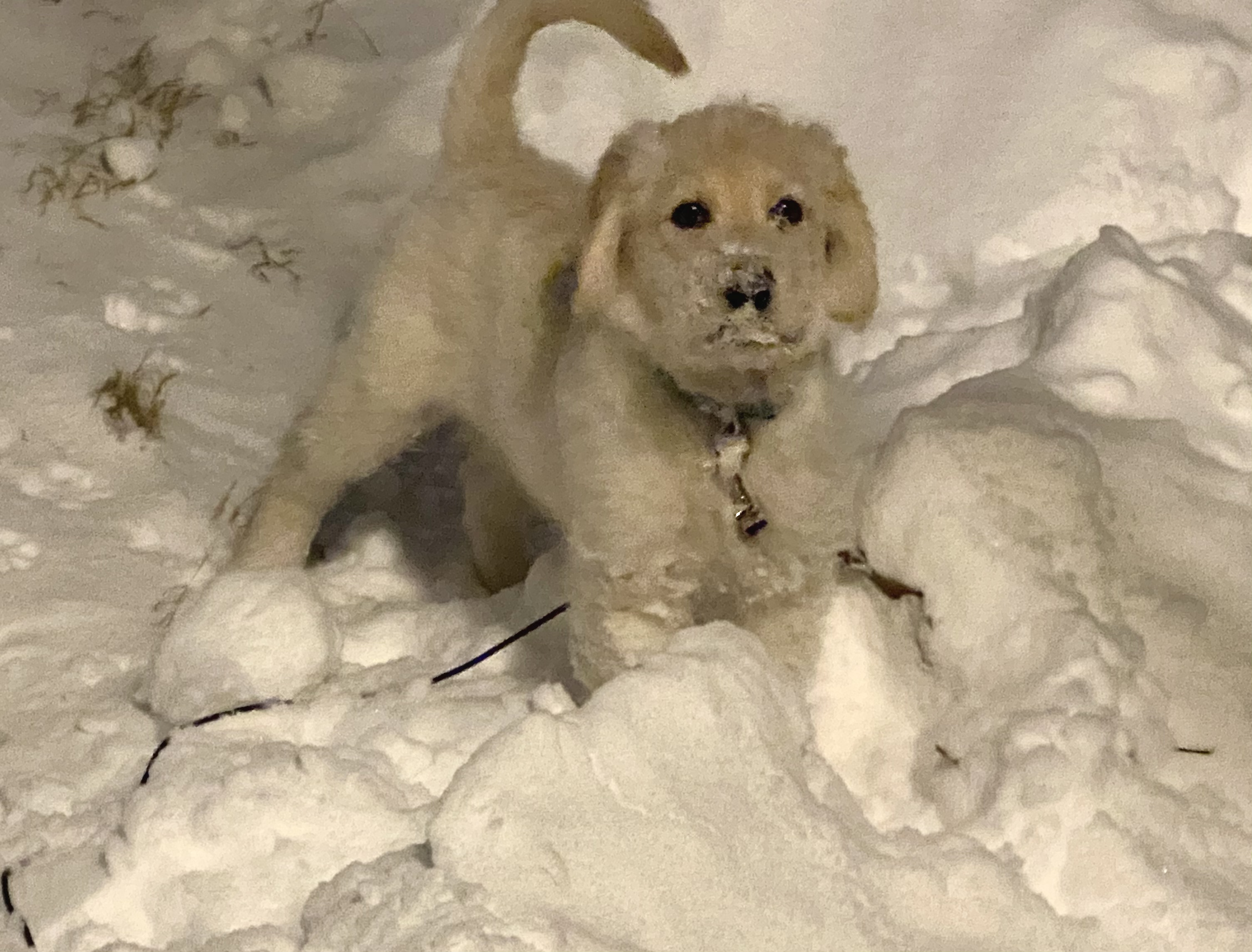 Dexter o cachorro labradoodle em Enfield.