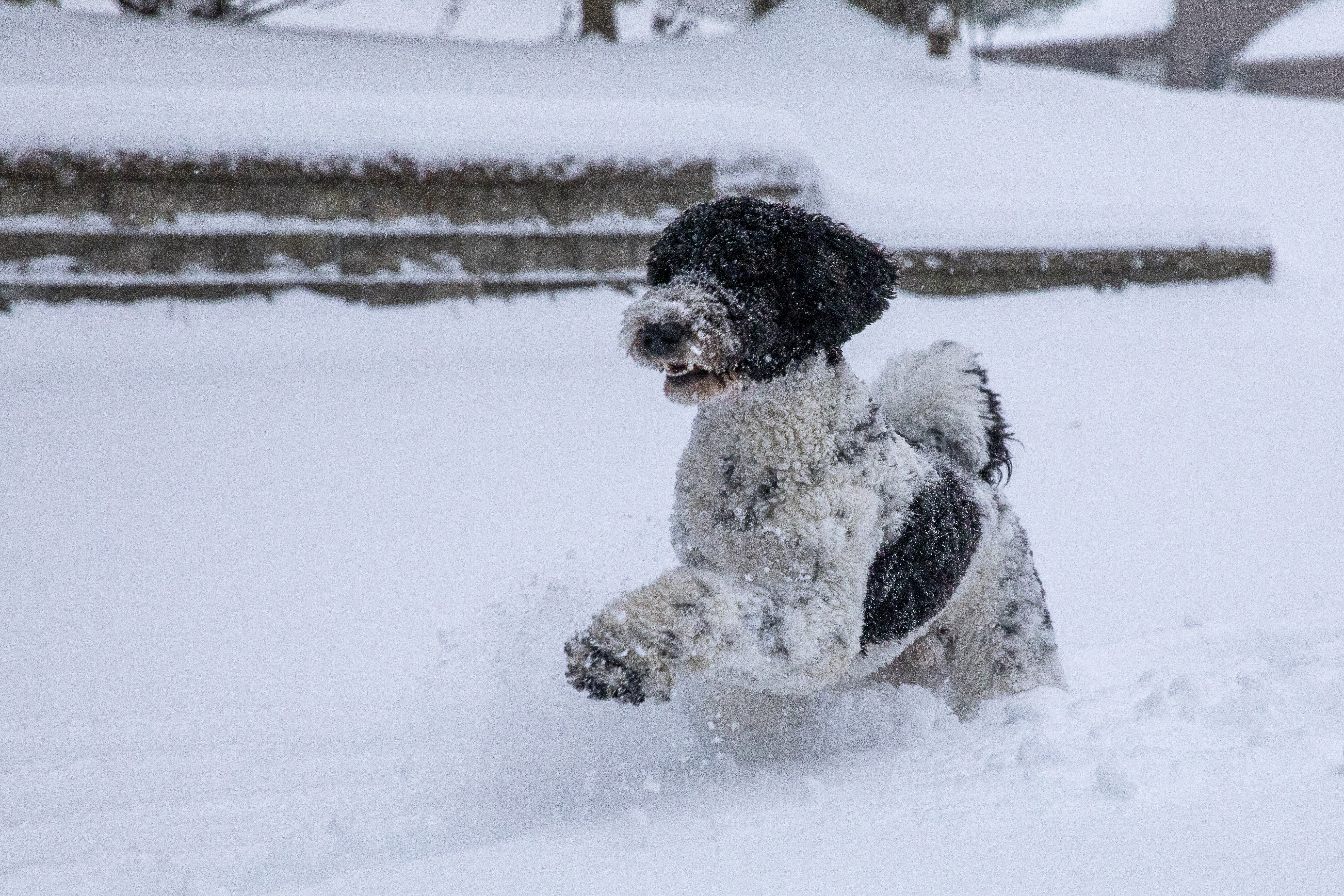 11 maanden oude Charlie's (een Labradoodle) eerste sneeuw in South Windsor, CT