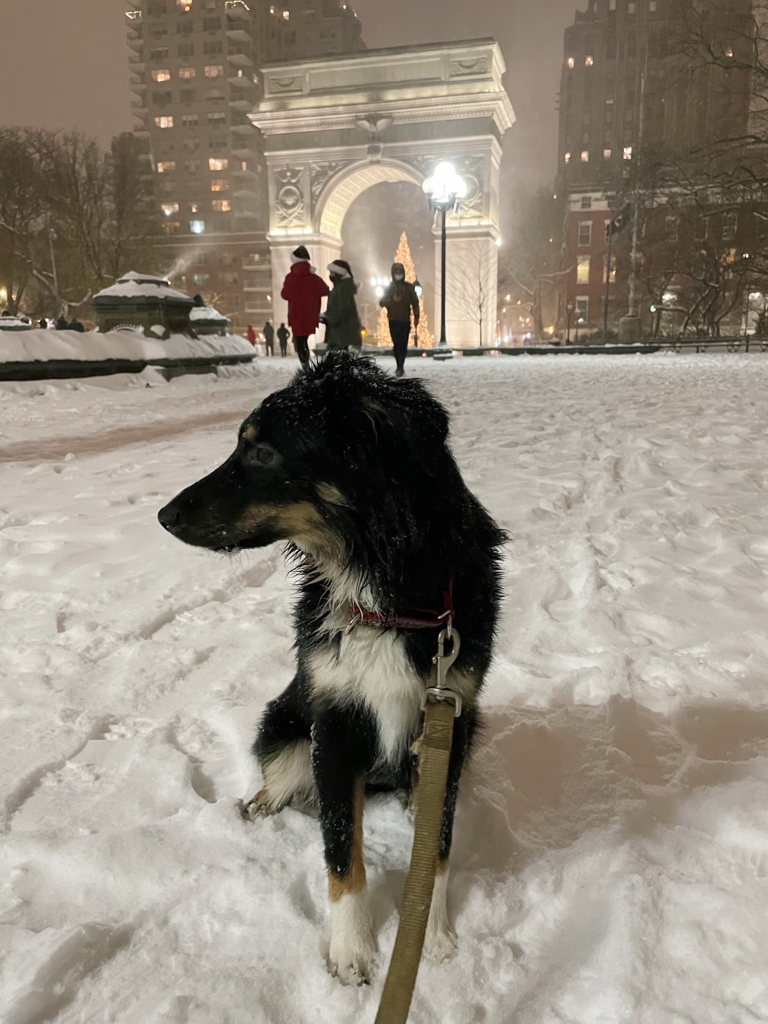 Onze grote hond Nova is helemaal weg van haar eerste sneeuw! 