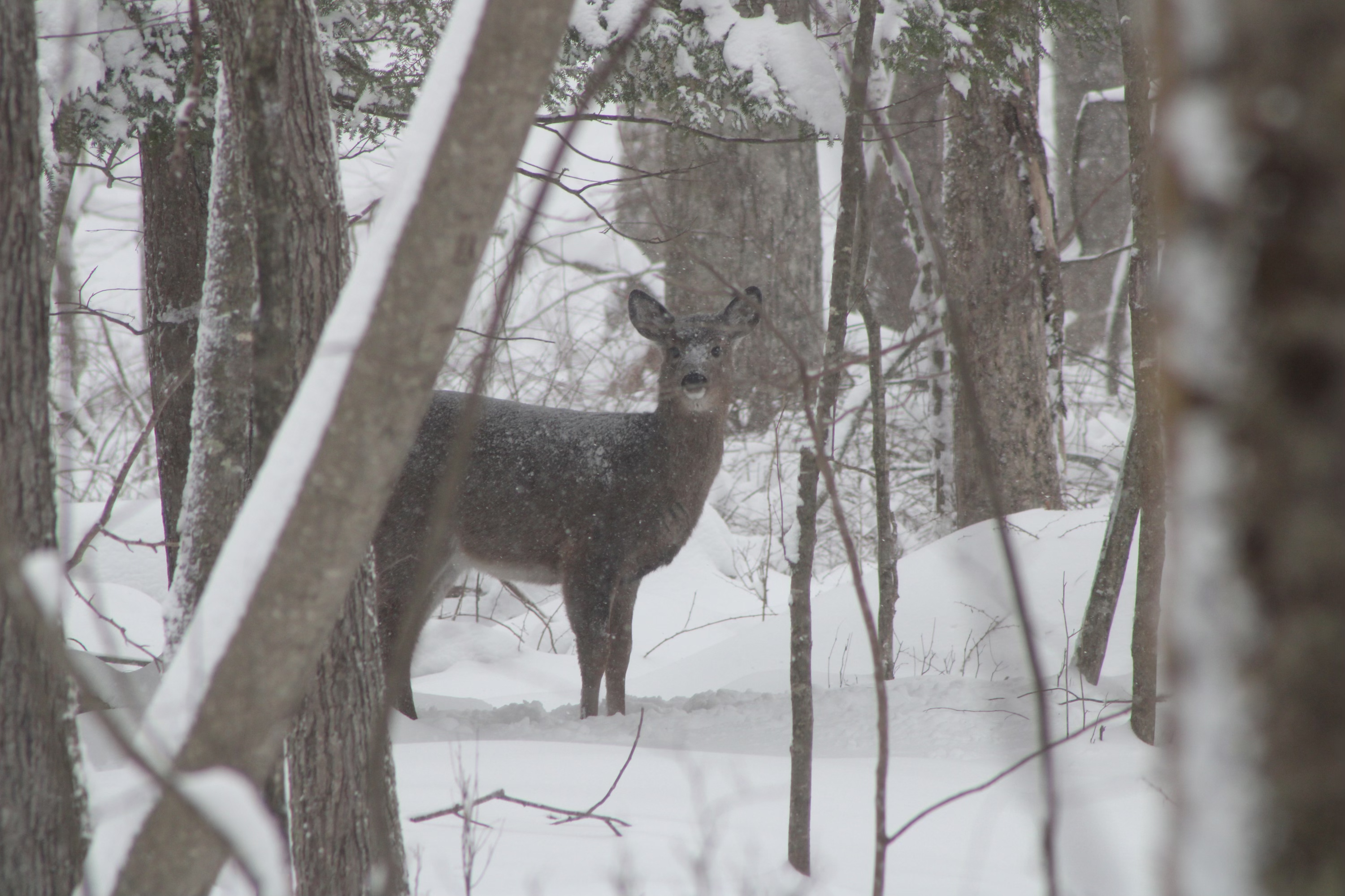 Tormenta de invierno 12/17/20.....deer in the woods in Coventry